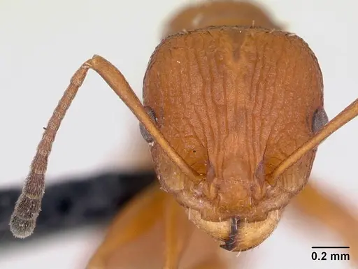 Nesomyrmex hafahafa specimen CASENT0460666 image casent0460666_3