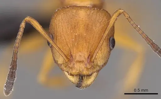 Nesomyrmex hafahafa specimen CASENT0460666 image casent0460666_4