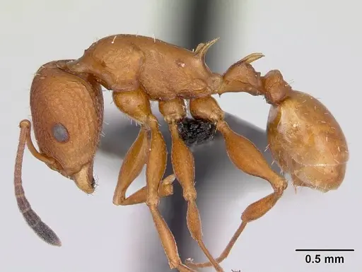 Nesomyrmex hafahafa specimen CASENT0460666 image casent0460666_5