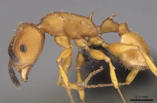 Nesomyrmex hafahafa specimen CASENT0460666 image casent0460666_6