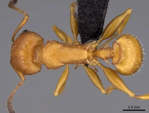 Nesomyrmex hafahafa specimen CASENT0746771 image casent0746771_1