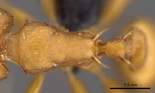 Nesomyrmex hafahafa specimen CASENT0746771 image casent0746771_2