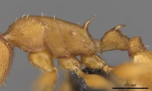 Nesomyrmex hafahafa specimen CASENT0746771 image casent0746771_5