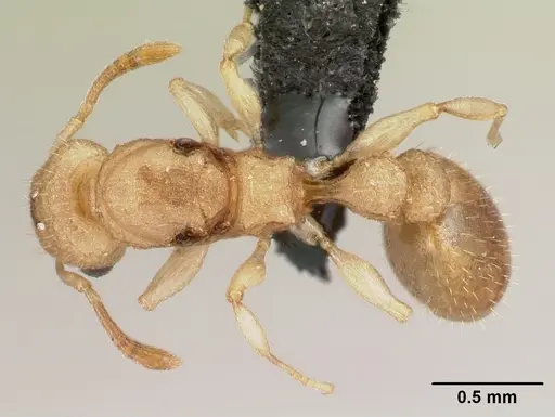 Nesomyrmex hirtellus specimen CASENT0107819 image casent0107819_1
