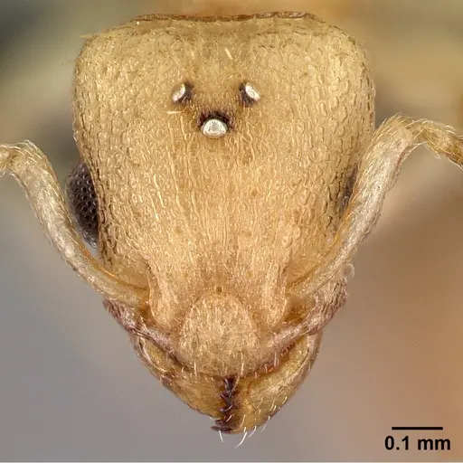 Nesomyrmex hirtellus specimen CASENT0107819 image casent0107819_2