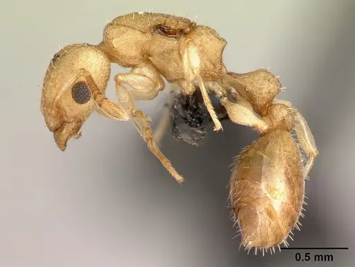 Nesomyrmex hirtellus specimen CASENT0107819 image casent0107819_3