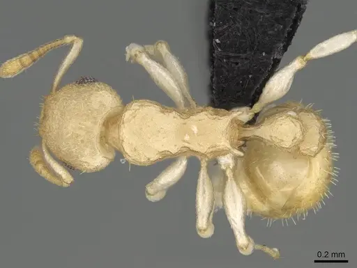 Nesomyrmex hirtellus specimen CASENT0457484 image casent0457484_1