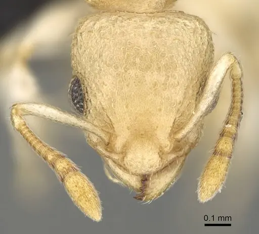 Nesomyrmex hirtellus specimen CASENT0457484 image casent0457484_2