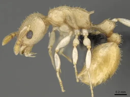 Nesomyrmex hirtellus specimen CASENT0457484 image casent0457484_3