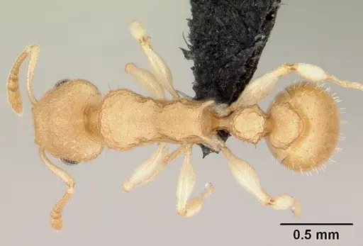Nesomyrmex hirtellus specimen CASENT0496626 image casent0496626_1