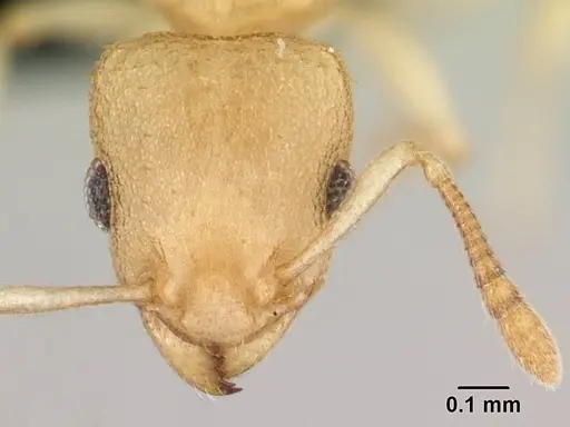 Nesomyrmex hirtellus specimen CASENT0496626 image casent0496626_2