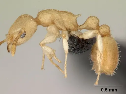 Nesomyrmex hirtellus specimen CASENT0496626 image casent0496626_3