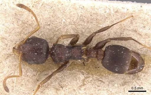 Nesomyrmex humerosus specimen CASENT0904729 image casent0904729_1