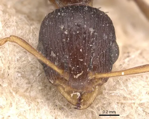 Nesomyrmex humerosus specimen CASENT0904729 image casent0904729_2