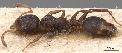 Nesomyrmex humerosus specimen CASENT0904729 image casent0904729_3