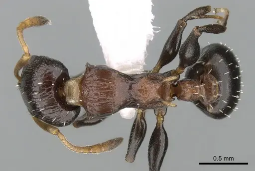 Nesomyrmex humerosus specimen CASENT0906196 image casent0906196_1