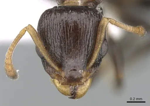 Nesomyrmex humerosus specimen CASENT0906196 image casent0906196_2