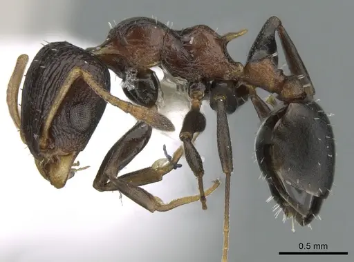 Nesomyrmex humerosus specimen CASENT0906196 image casent0906196_3