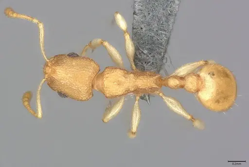 Nesomyrmex inhaca specimen CASENT0780341 image casent0780341_1