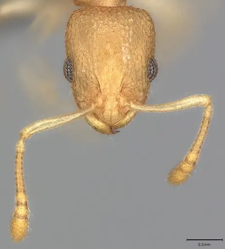 Nesomyrmex inhaca specimen CASENT0780341 image casent0780341_2