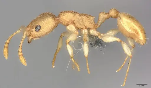 Nesomyrmex inhaca specimen CASENT0780341 image casent0780341_3