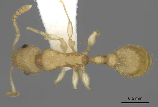 Nesomyrmex inhaca specimen MCZ-ENT00593557 image mcz-ent00593557_1
