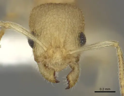 Nesomyrmex inhaca specimen MCZ-ENT00593557 image mcz-ent00593557_2