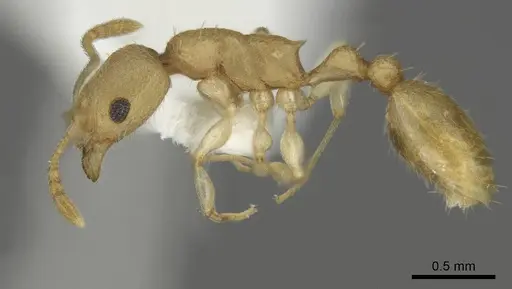 Nesomyrmex inhaca specimen MCZ-ENT00593557 image mcz-ent00593557_3