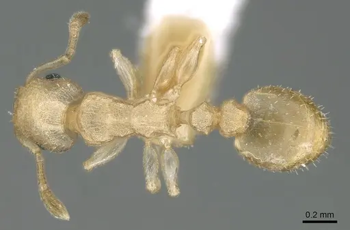 Nesomyrmex innocens specimen CASENT0906195 image casent0906195_1