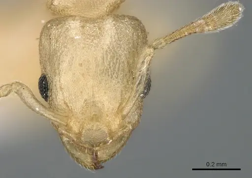 Nesomyrmex innocens specimen CASENT0906195 image casent0906195_2