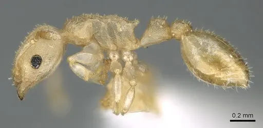 Nesomyrmex innocens specimen CASENT0906195 image casent0906195_3