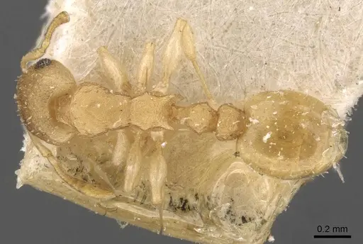 Nesomyrmex innocens specimen CASENT0908995 image casent0908995_1