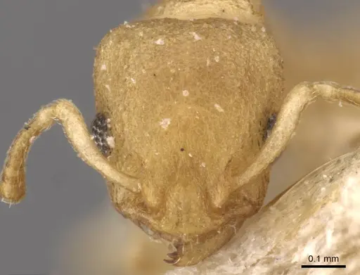 Nesomyrmex innocens specimen CASENT0908995 image casent0908995_2