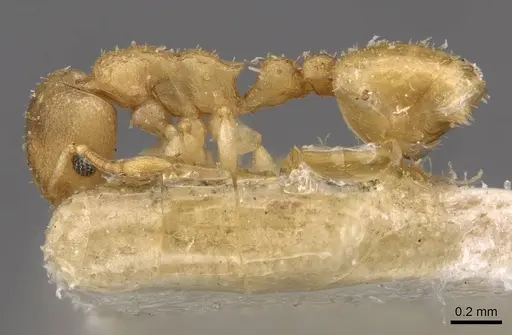 Nesomyrmex innocens specimen CASENT0908995 image casent0908995_3