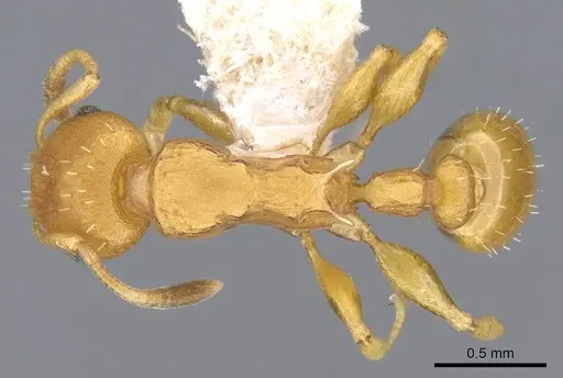 Nesomyrmex itinerans specimen CASENT0914992 image casent0914992_1