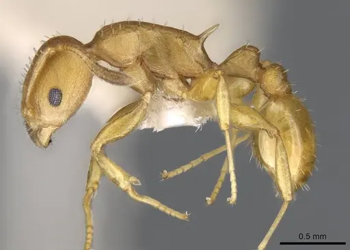 Nesomyrmex itinerans specimen CASENT0914992 image casent0914992_3