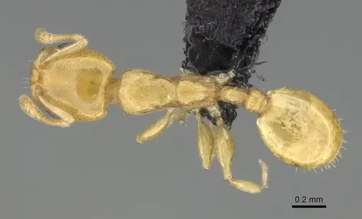 Nesomyrmex longiceps specimen CASENT0488528 image casent0488528_1