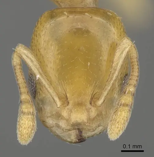 Nesomyrmex longiceps specimen CASENT0488528 image casent0488528_2