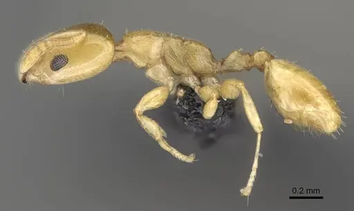 Nesomyrmex longiceps specimen CASENT0488528 image casent0488528_3
