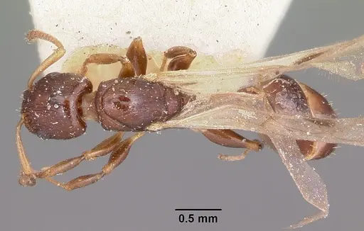 Nesomyrmex madecassus specimen CASENT0101588 image casent0101588_1
