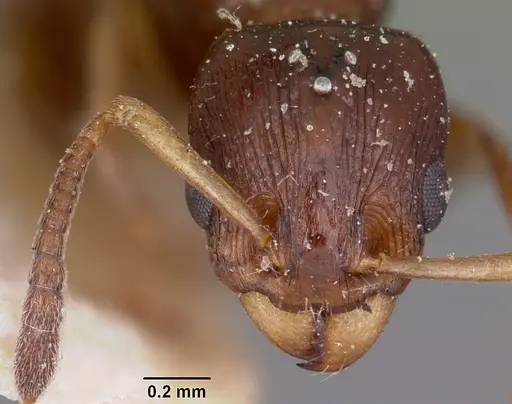 Nesomyrmex madecassus specimen CASENT0101588 image casent0101588_2