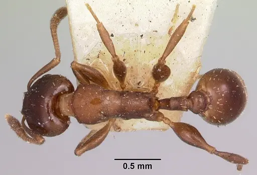 Nesomyrmex madecassus specimen CASENT0101667 image casent0101667_1