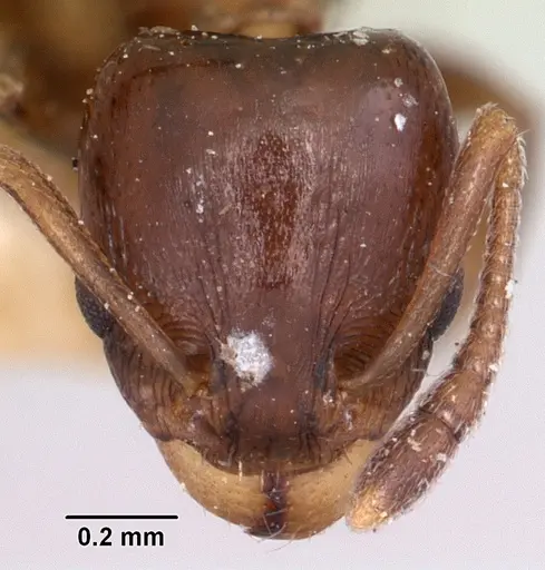 Nesomyrmex madecassus specimen CASENT0101667 image casent0101667_2