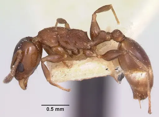 Nesomyrmex madecassus specimen CASENT0101667 image casent0101667_3