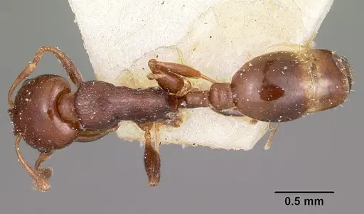 Nesomyrmex madecassus specimen CASENT0101687 image casent0101687_1