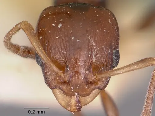 Nesomyrmex madecassus specimen CASENT0101687 image casent0101687_2