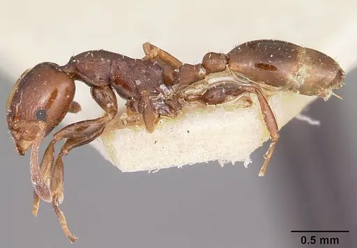 Nesomyrmex madecassus specimen CASENT0101687 image casent0101687_3