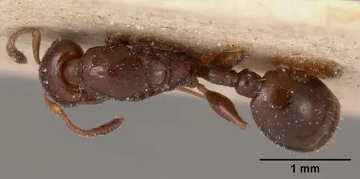 Nesomyrmex madecassus specimen CASENT0102065 image casent0102065_1