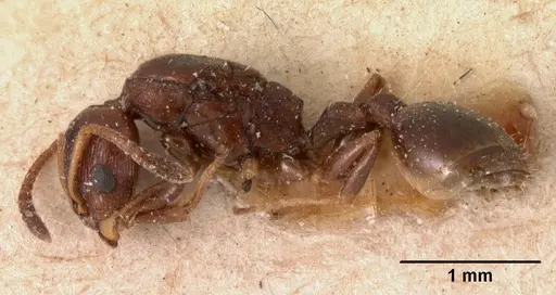 Nesomyrmex madecassus specimen CASENT0102065 image casent0102065_3