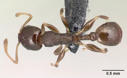 Nesomyrmex madecassus specimen CASENT0125882 image casent0125882_1